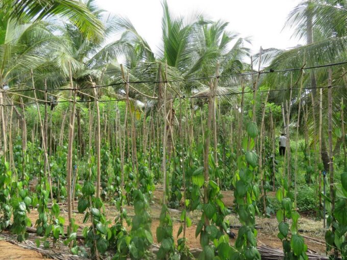Agricultural land for rent in Dambadeniya, Sri Lanka