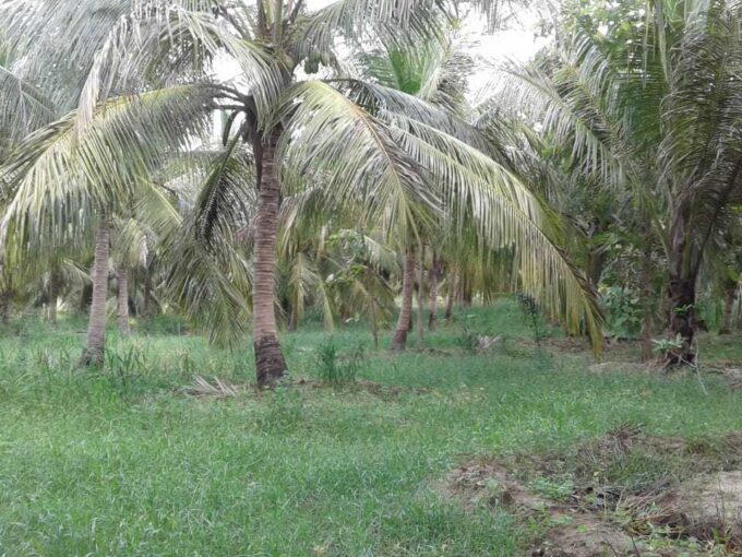 Coconut Estate for Sale in Puttalam, Sri Lanka
