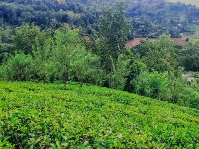 Tea estate and land for sale in Ella, Sri Lanka