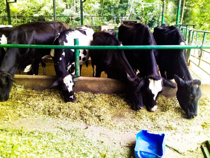 Cattle Farm for sale in Haputale, Sri Lanka