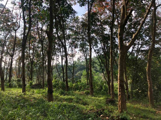 6.5 acre Cinnamon Rubber Land in Habaraduwa for sale