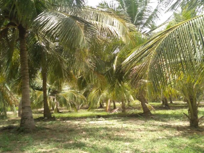 7.7 acre Beachfront land with coconut estate in Rekawa Tangalle