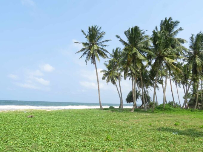 Vast beachfront land of 8.5 acres with coconut trees in Kosgoda for sale