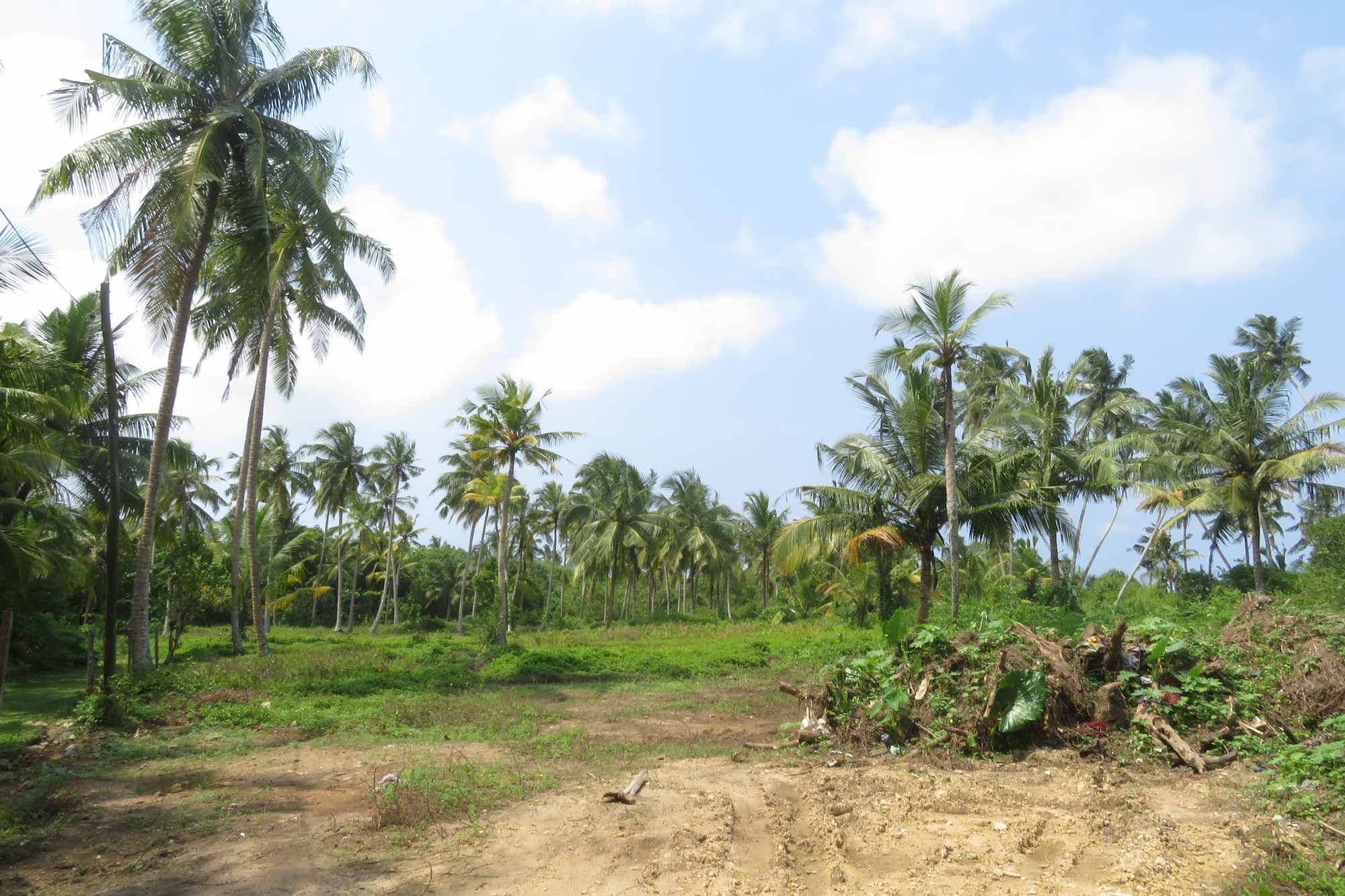A vast 3.5-acre land in Kosgoda for sale! Invest and build your dream by the sea!