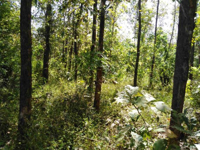 2.5 acres of wooded land for sale in Wasgamuwa